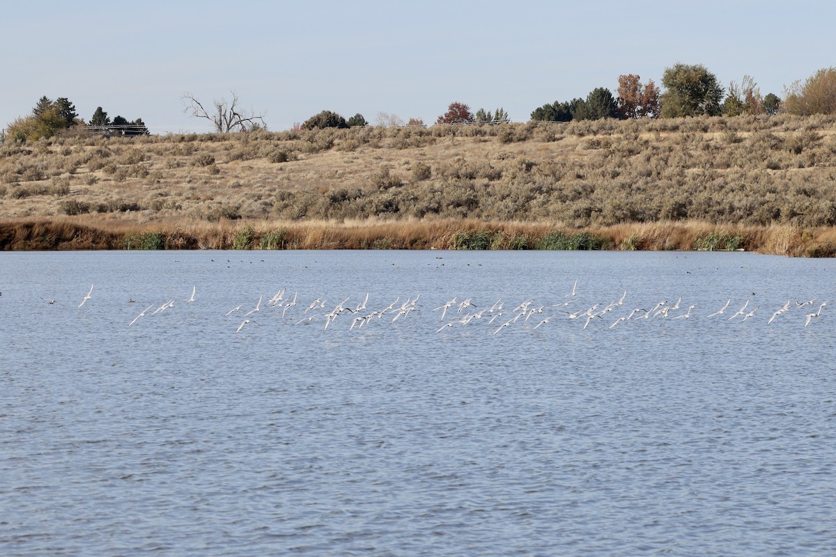 Bonaparte's Gull - ML644343052