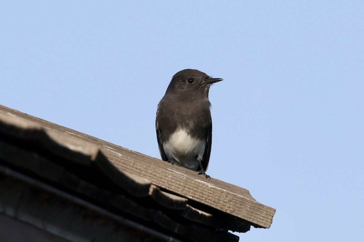 Black Phoebe - ML644343075