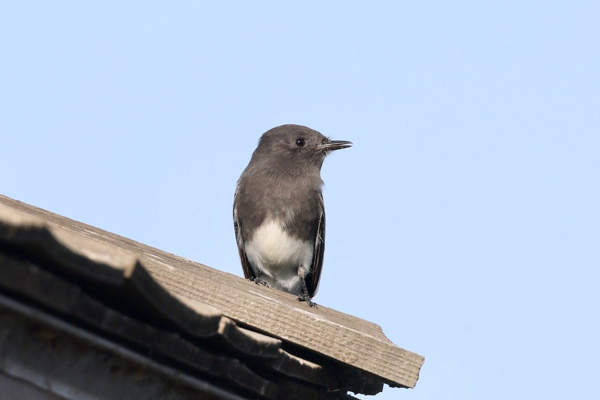Black Phoebe - ML644343076