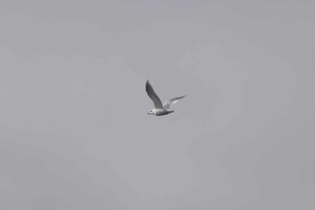 Kaio hegalzuria (kumlieni/glaucoides) - ML644343077