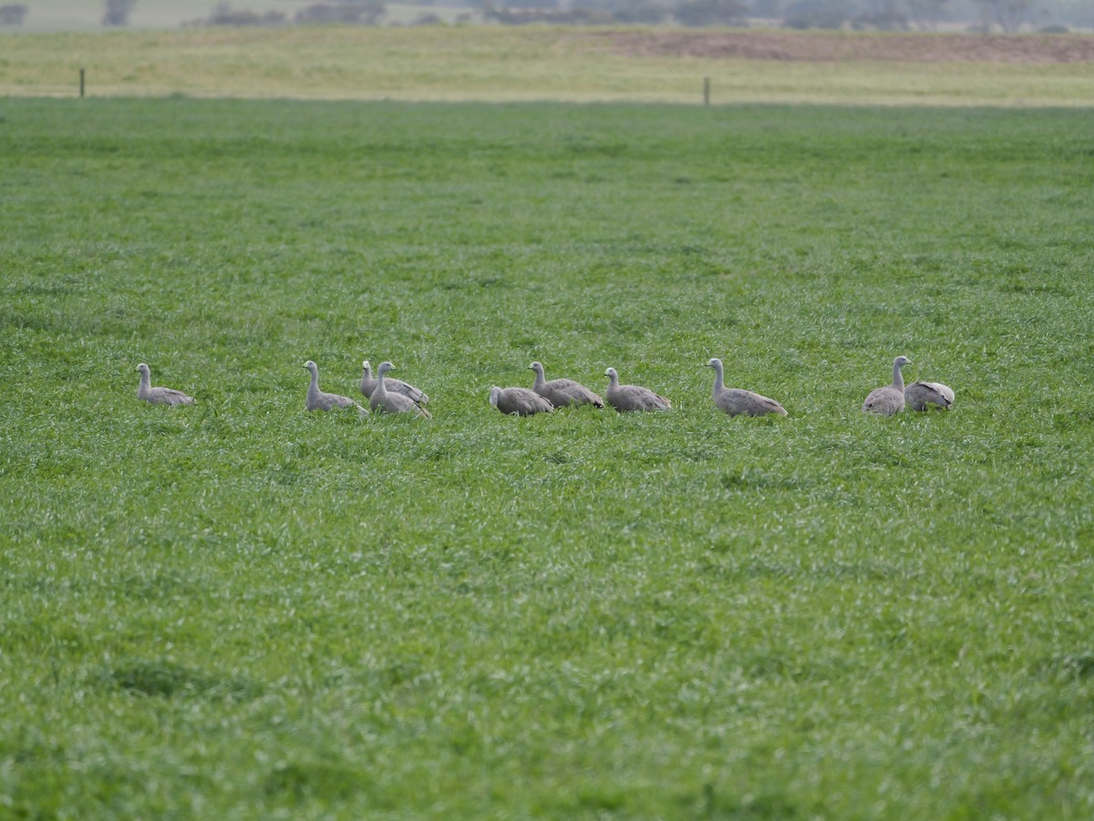Cape Barren Goose - ML644343084