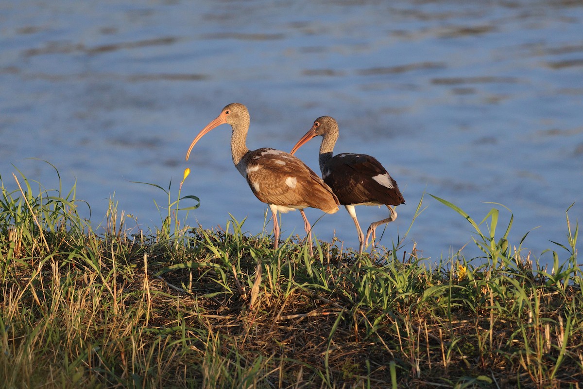 White Ibis - ML644343092