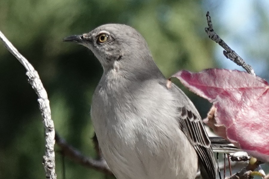 Sinsonte Norteño - ML644343096