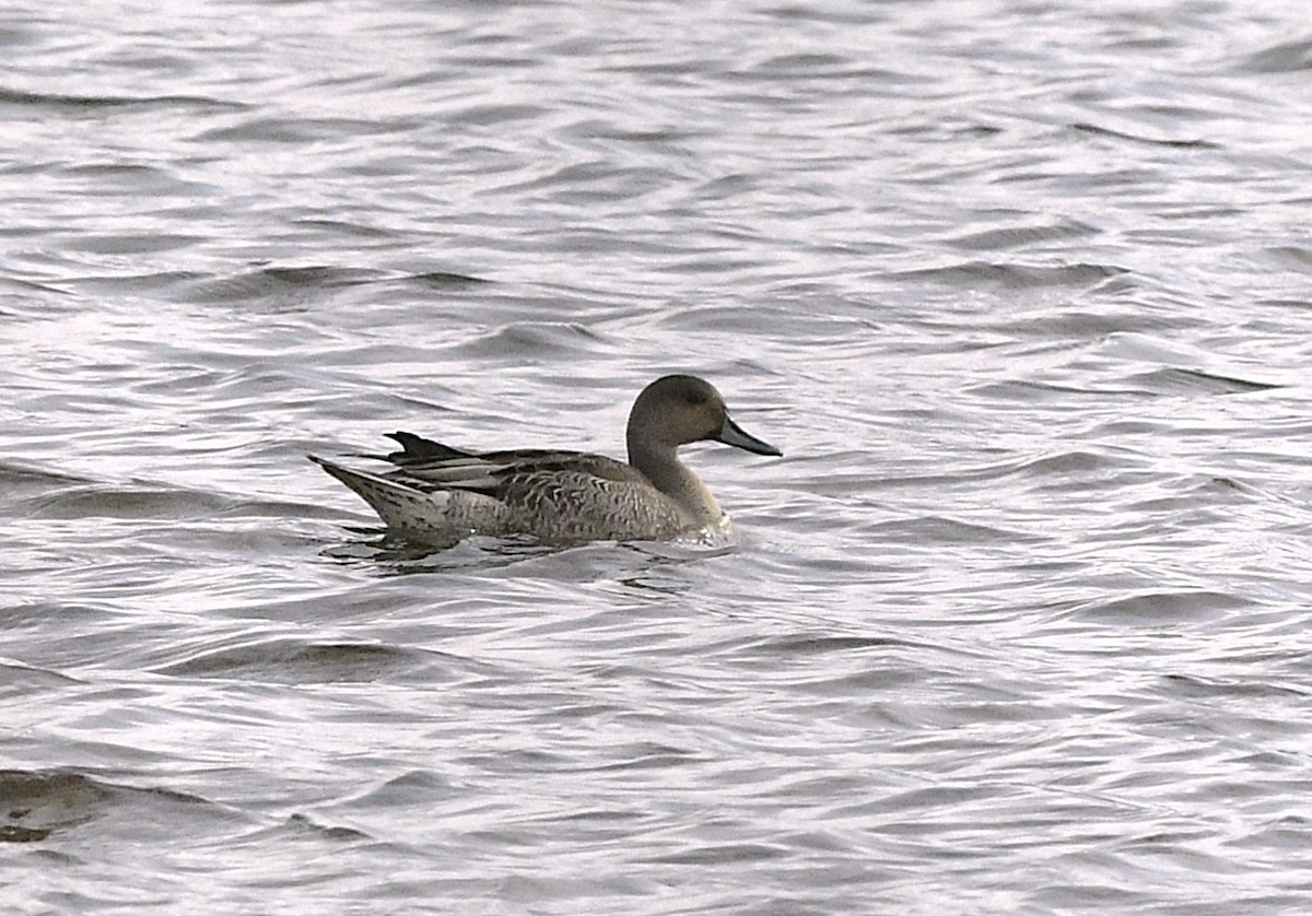 尖尾鴨 - ML644343104