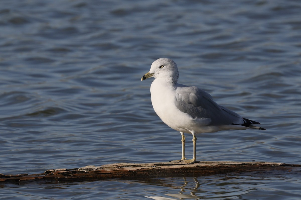 Ring-billed Gull - ML644343105