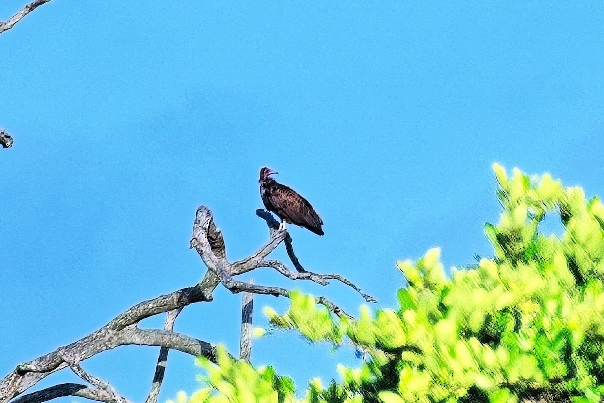 Hooded Vulture - ML644343106