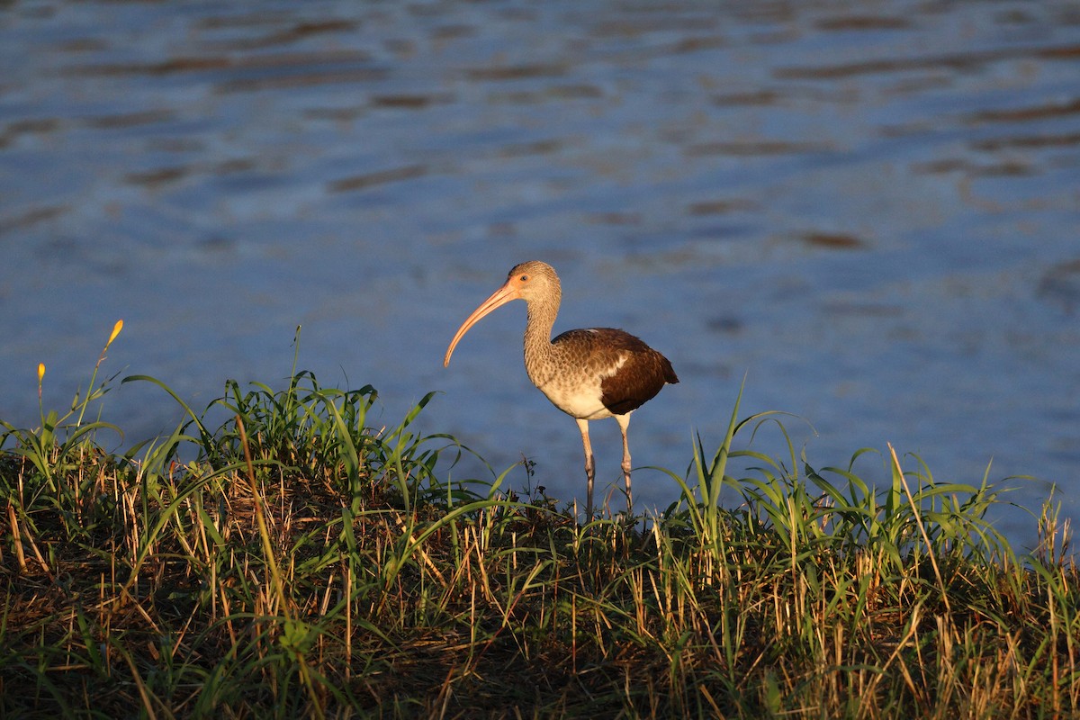 White Ibis - ML644343122