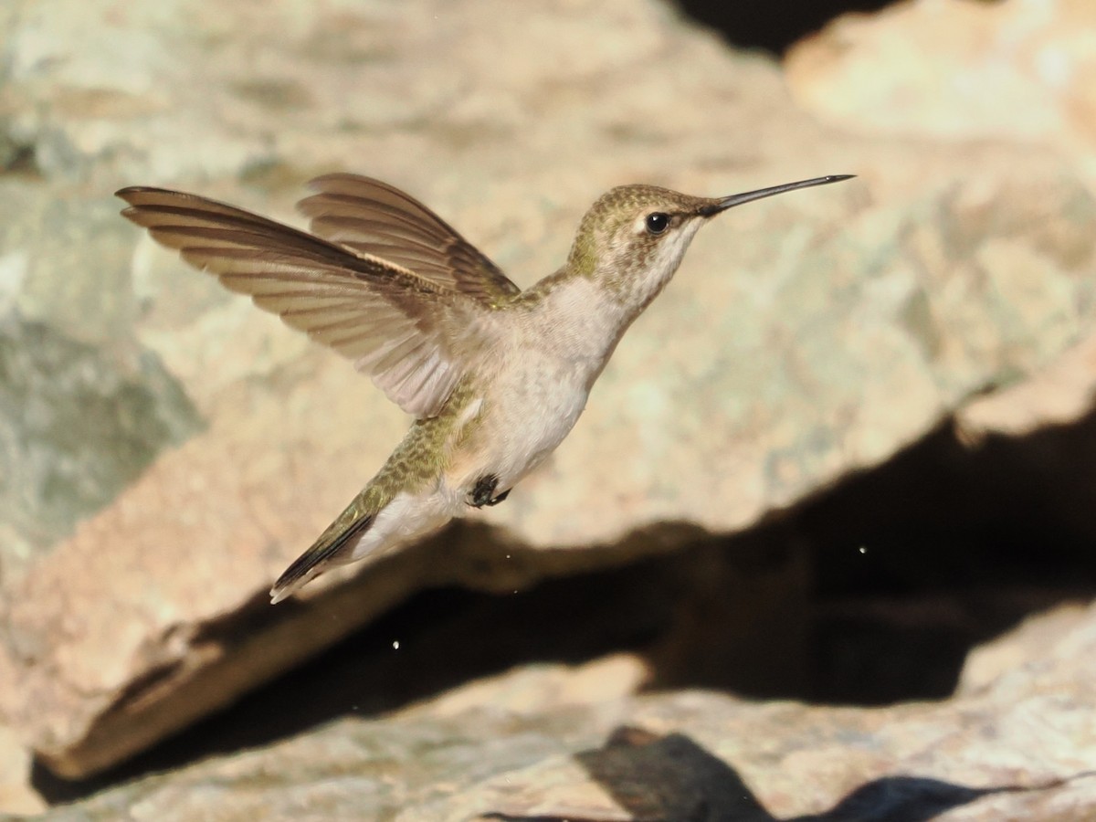 Black-chinned Hummingbird - ML644343123