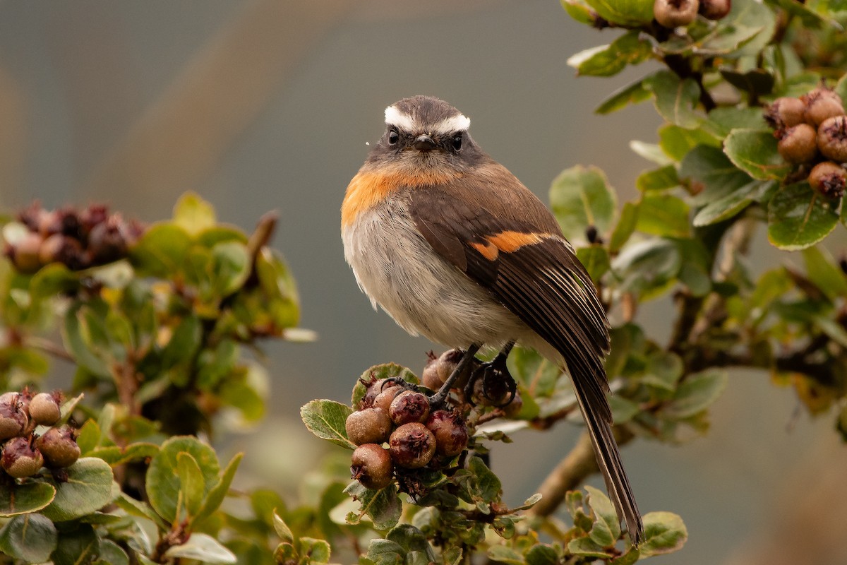 Rufous-breasted Chat-Tyrant - ML644343132