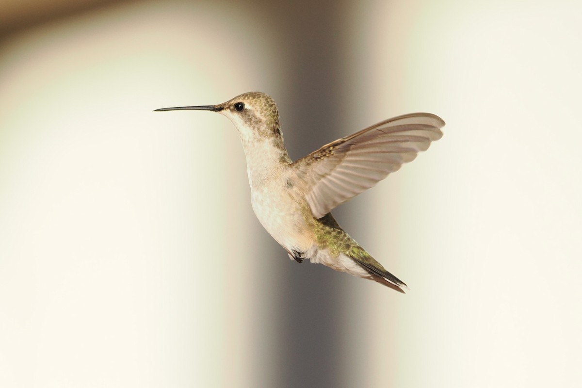 Black-chinned Hummingbird - ML644343133