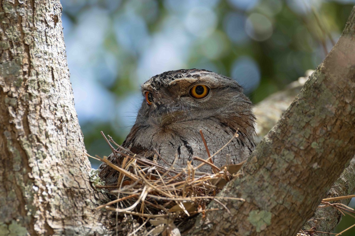 Tawny Frogmouth - ML644343136