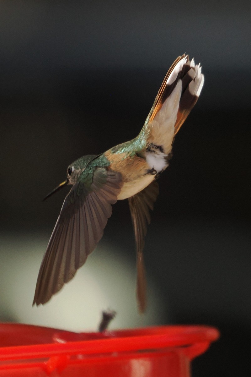 Broad-tailed Hummingbird - ML644343144