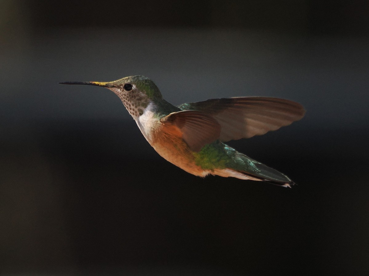 Broad-tailed Hummingbird - ML644343151