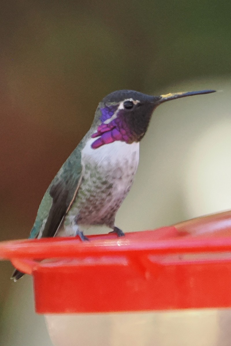 hummingbird sp. - ML644343168