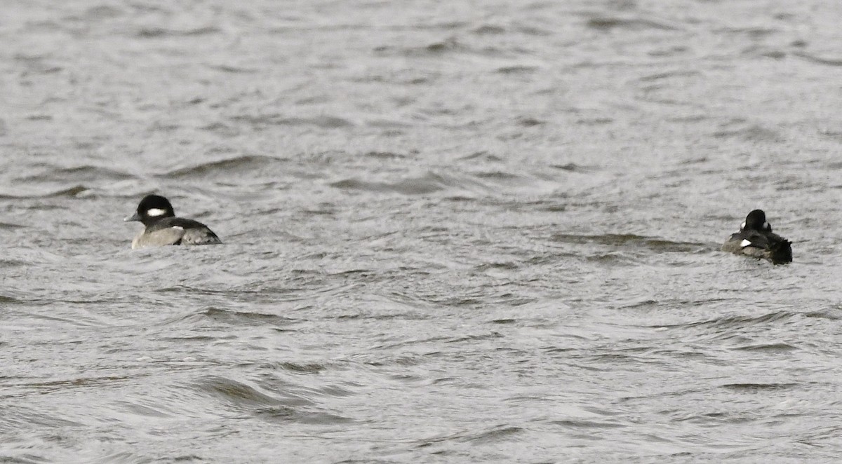 Bufflehead - ML644343175