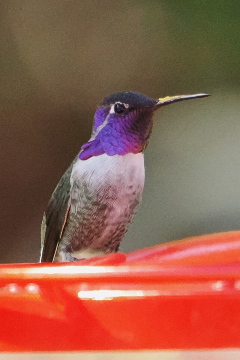 hummingbird sp. - ML644343176