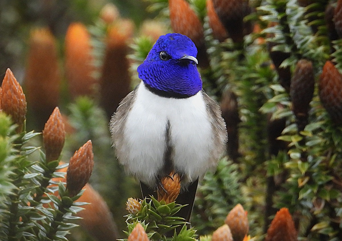 Ecuadorian Hillstar - ML644343185