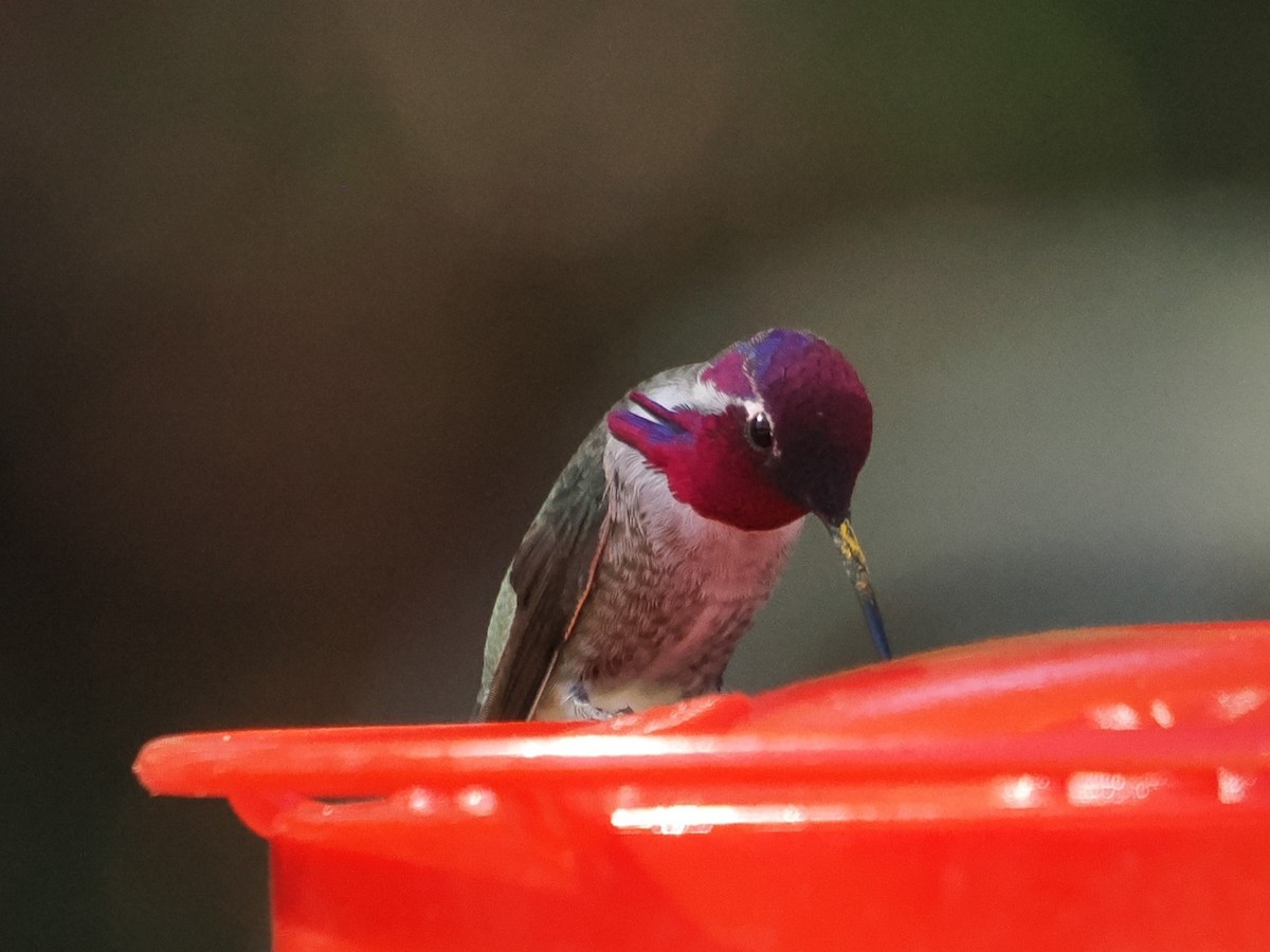 hummingbird sp. - ML644343186