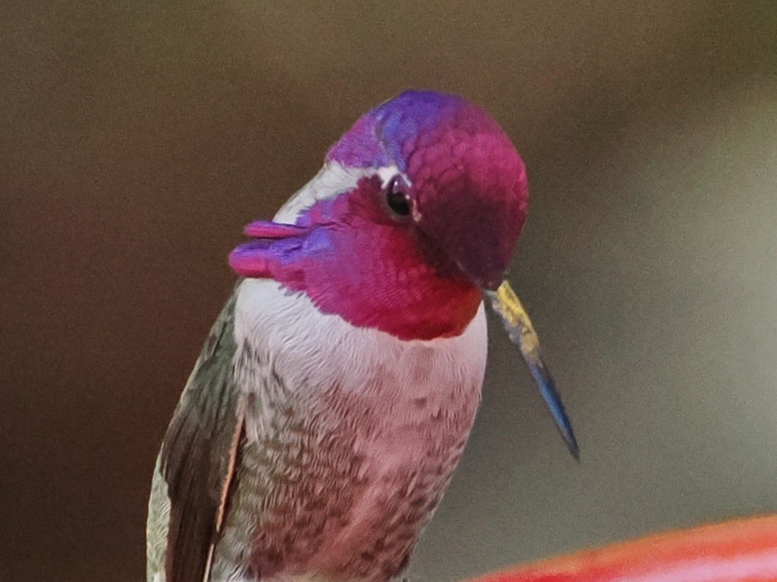 hummingbird sp. - ML644343198