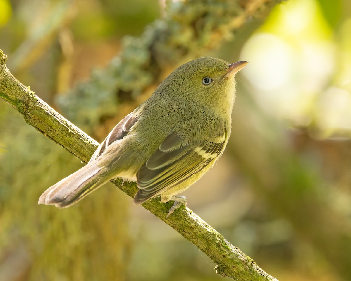 Jamaican Vireo - ML644343201