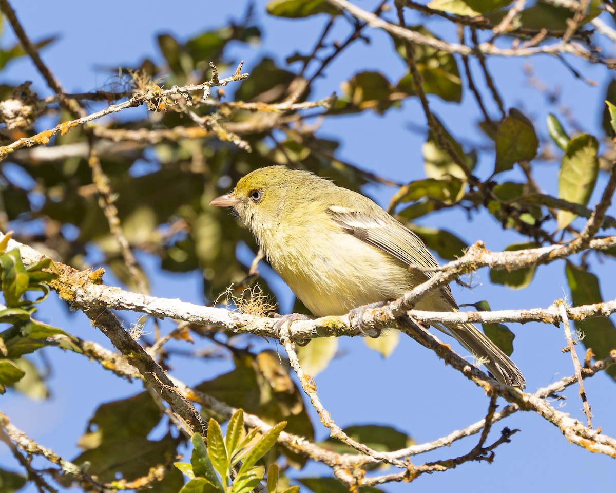 Jamaican Vireo - ML644343203