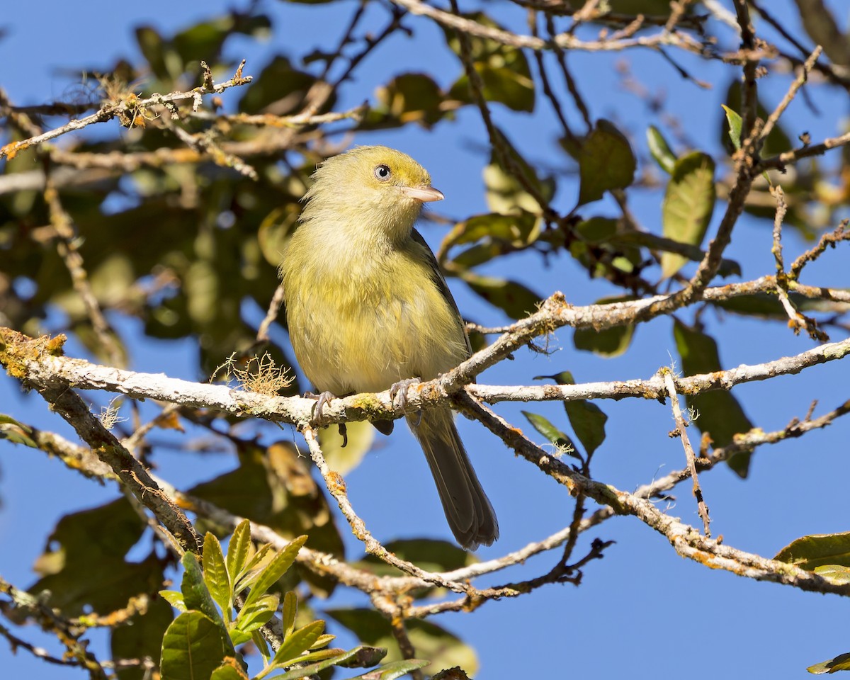 Jamaican Vireo - ML644343204