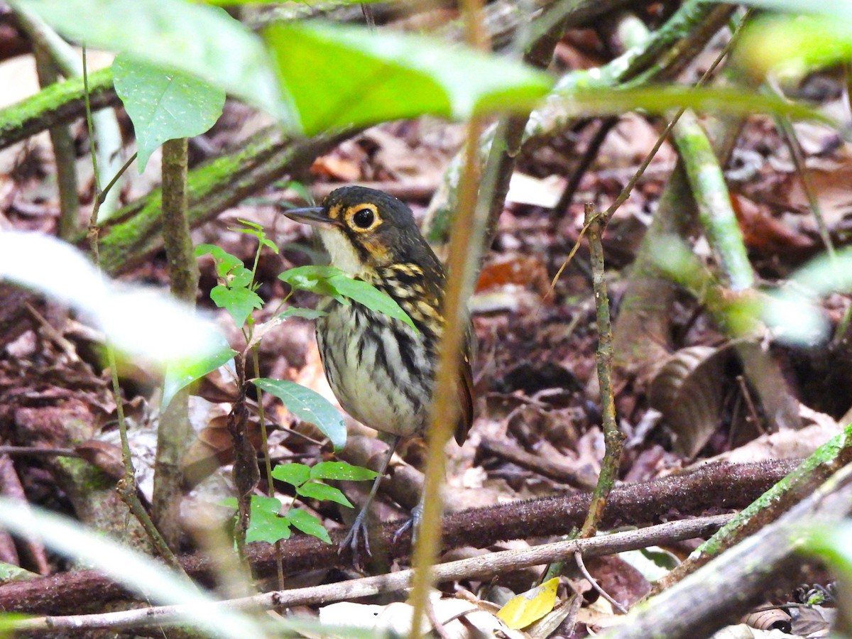 Grallaire à lunettes - ML644343205