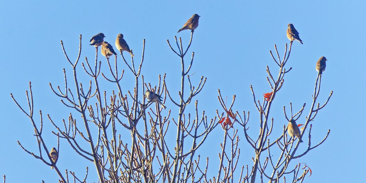 Western Bluebird - ML644343208