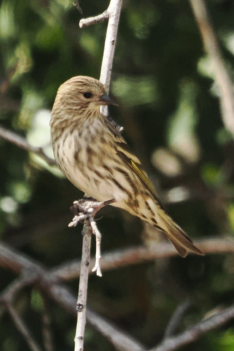 Pine Siskin - ML644343210