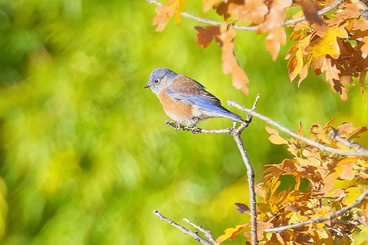Western Bluebird - ML644343212