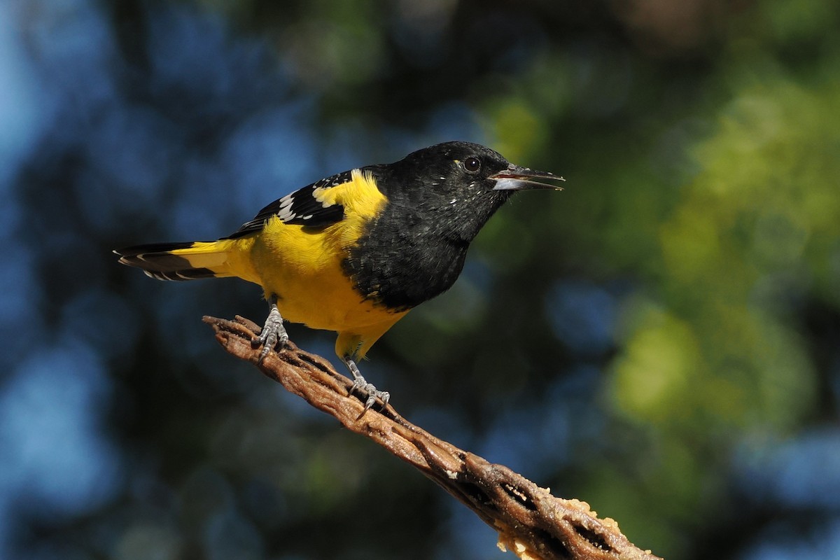Scott's Oriole - ML644343221