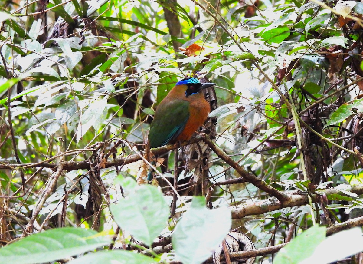 Whooping Motmot - ML644343228