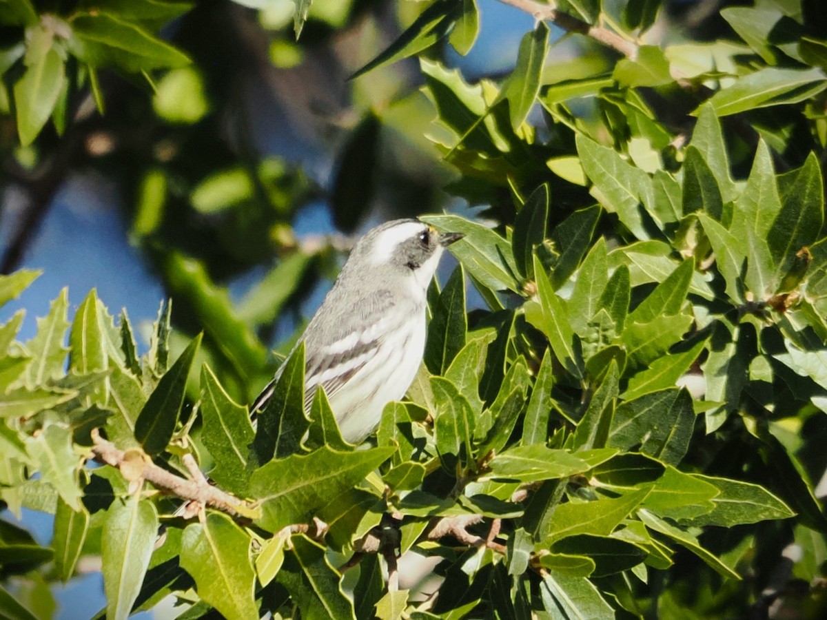 Black-throated Gray Warbler - ML644343231
