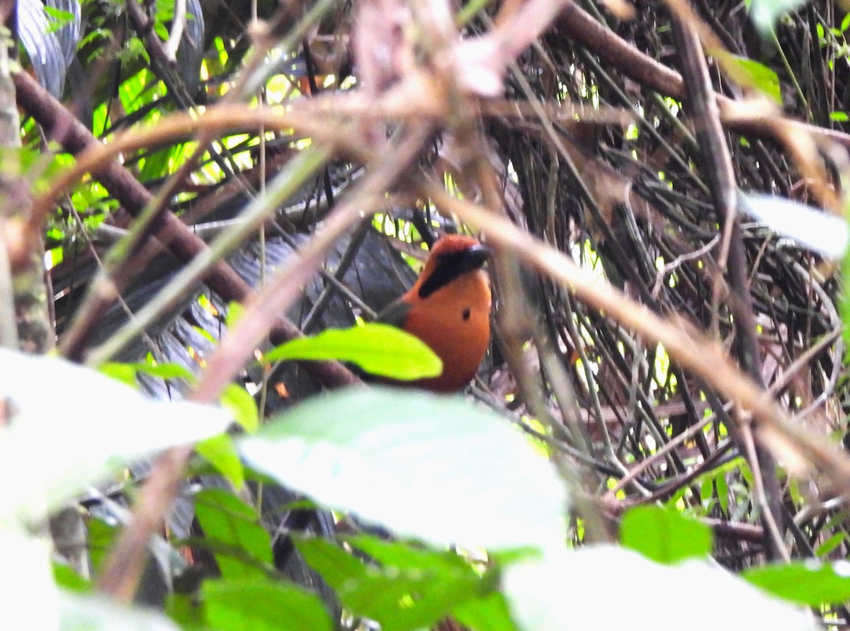 Motmot roux - ML644343243