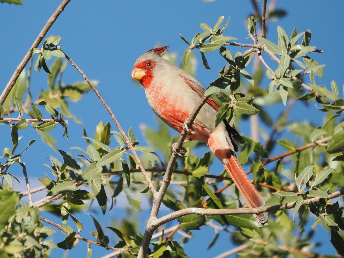 Pyrrhuloxia - ML644343247