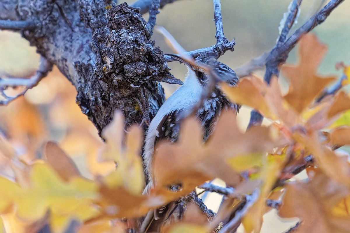 Brown Creeper - ML644343262