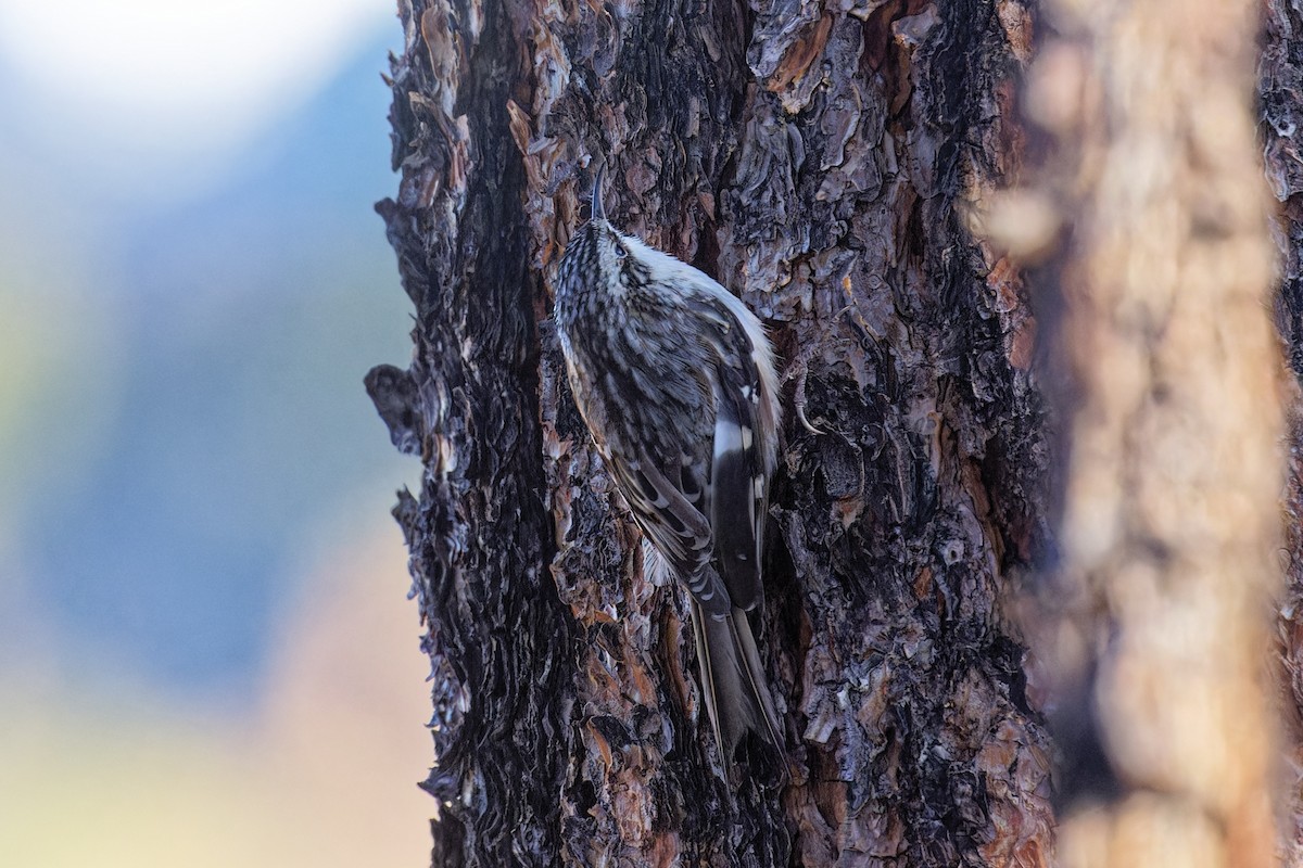 Brown Creeper - ML644343263
