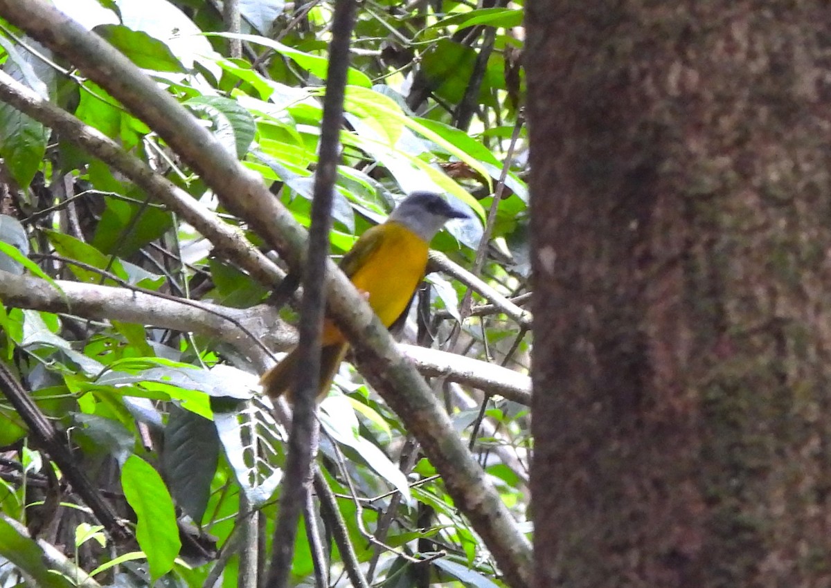 カンムリフウキンチョウ - ML644343272