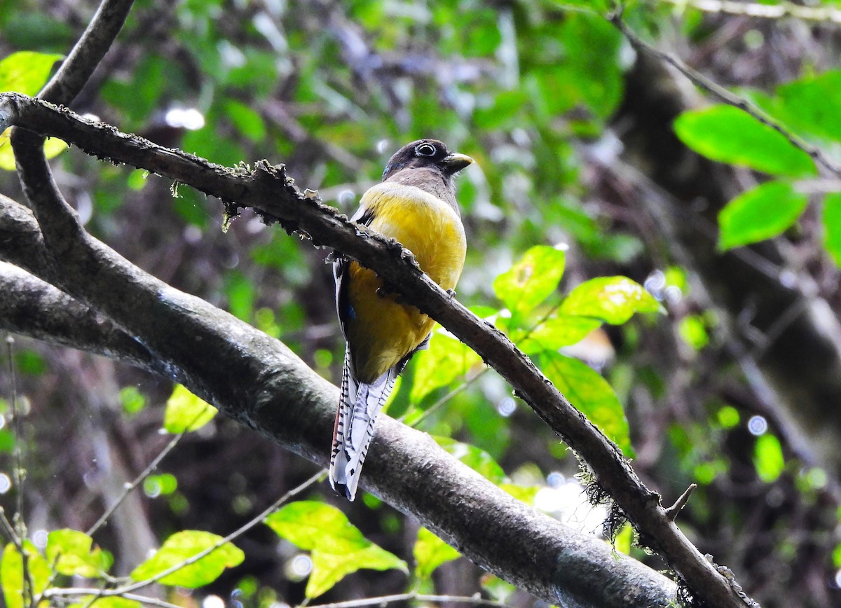 Graceful Black-throated Trogon - ML644343296