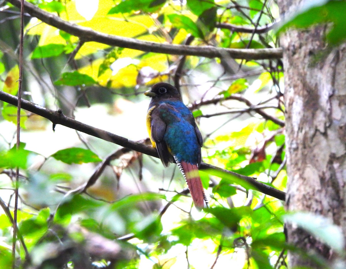 Graceful Black-throated Trogon - ML644343297