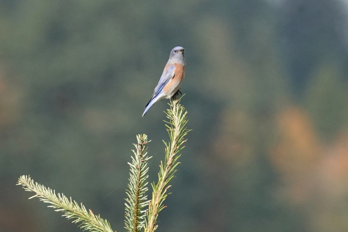 Western Bluebird - ML644343301