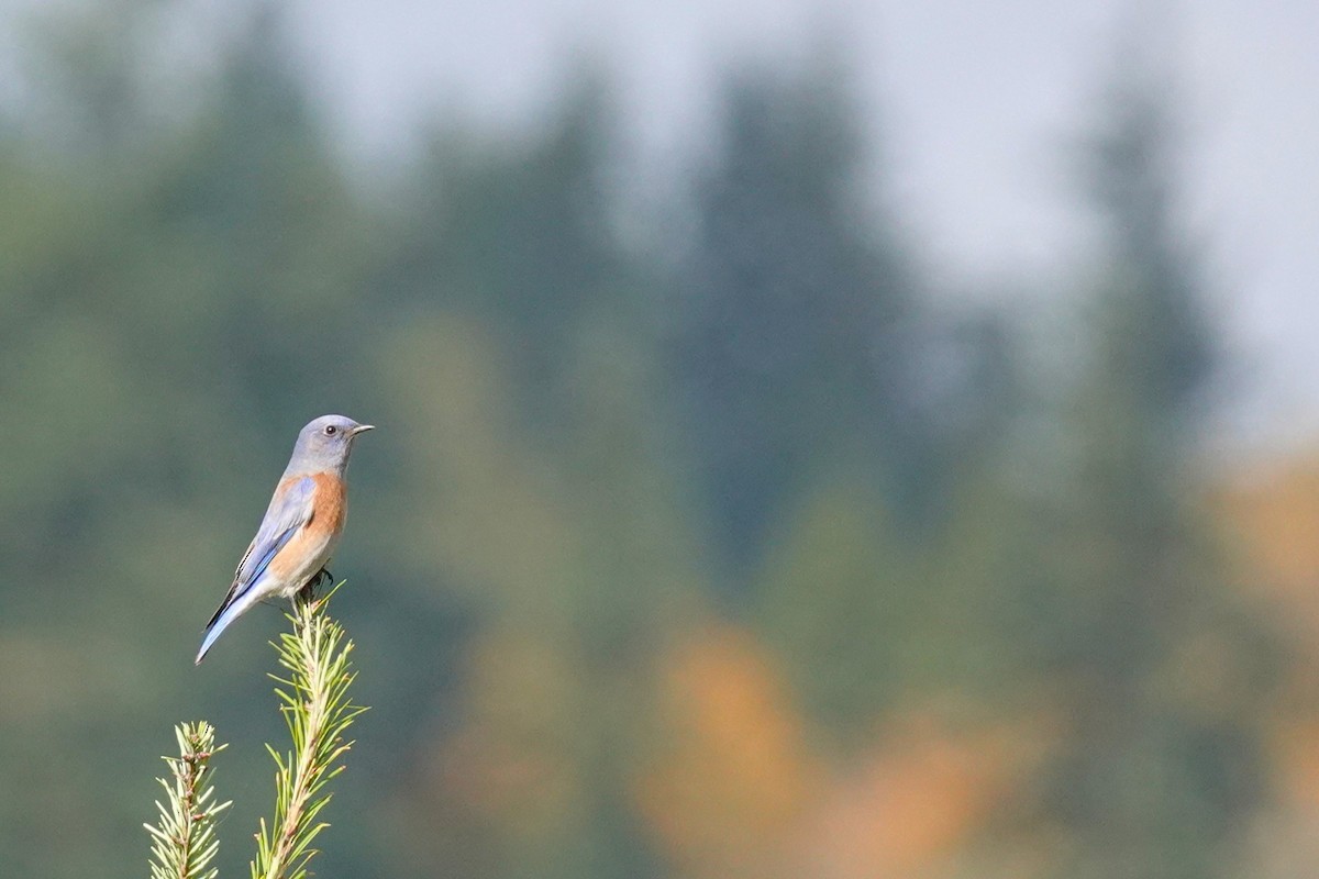 Western Bluebird - ML644343302