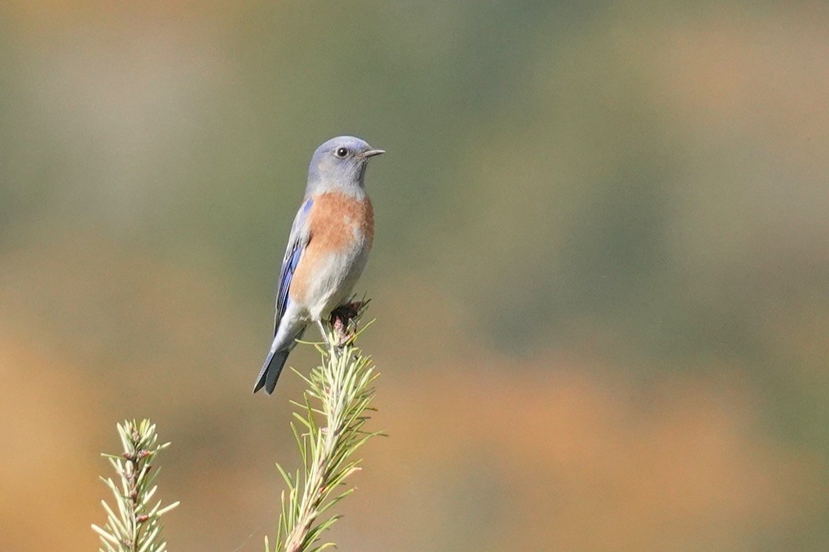 Western Bluebird - ML644343303