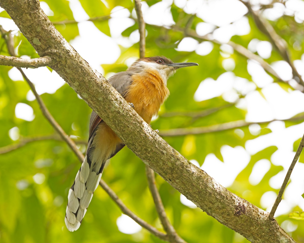 Jamaican Lizard-Cuckoo - ML644343314