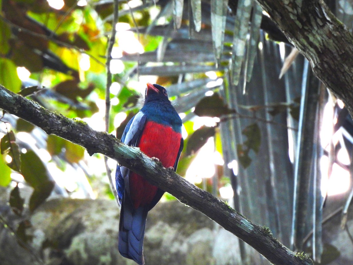 Gri Kuyruklu Trogon - ML644343319