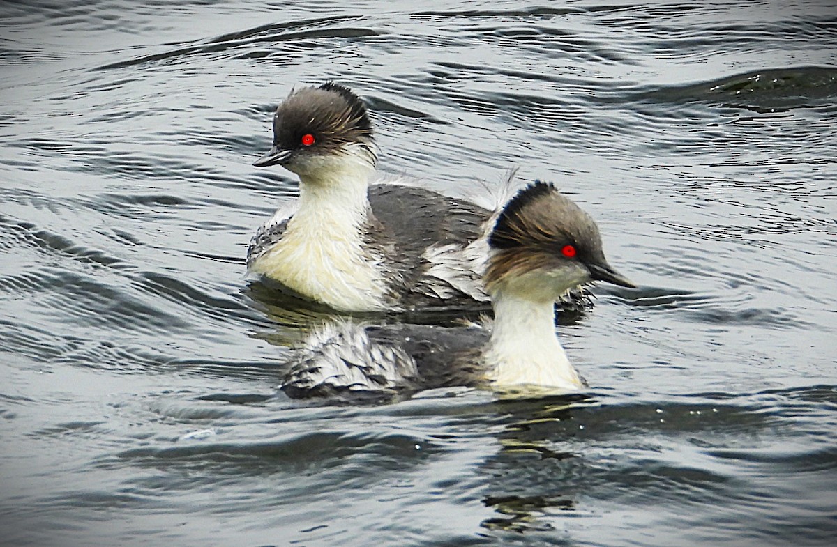 Пірникоза срібляста - ML644343320