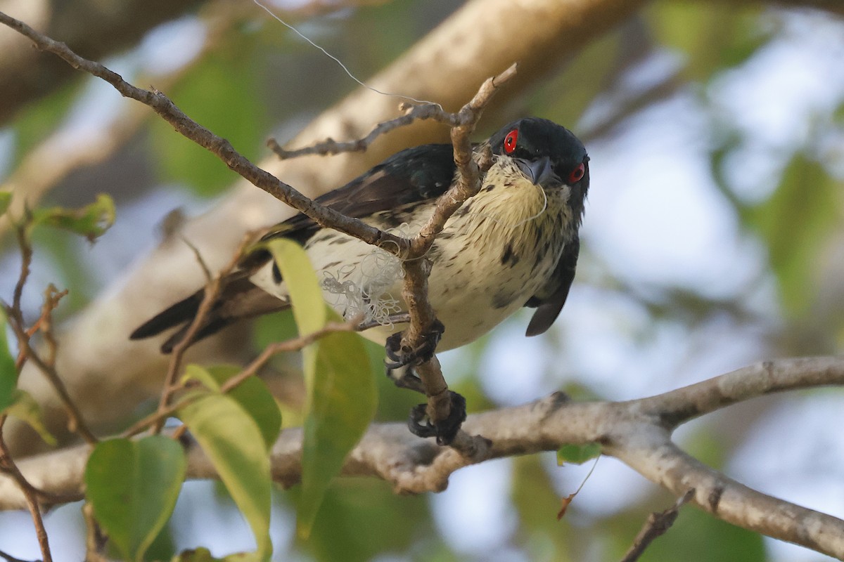 špaček lesklý - ML644343328