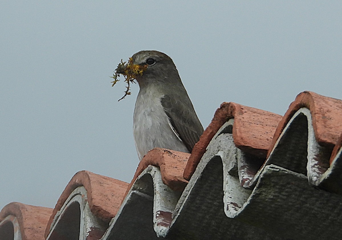 Plain-capped Ground-Tyrant - ML644343345