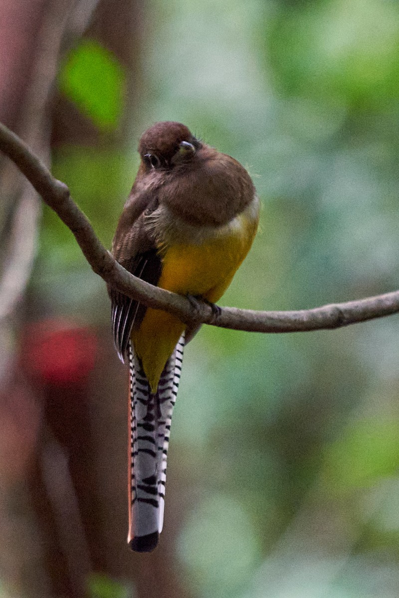 Graceful Black-throated Trogon - ML644343357