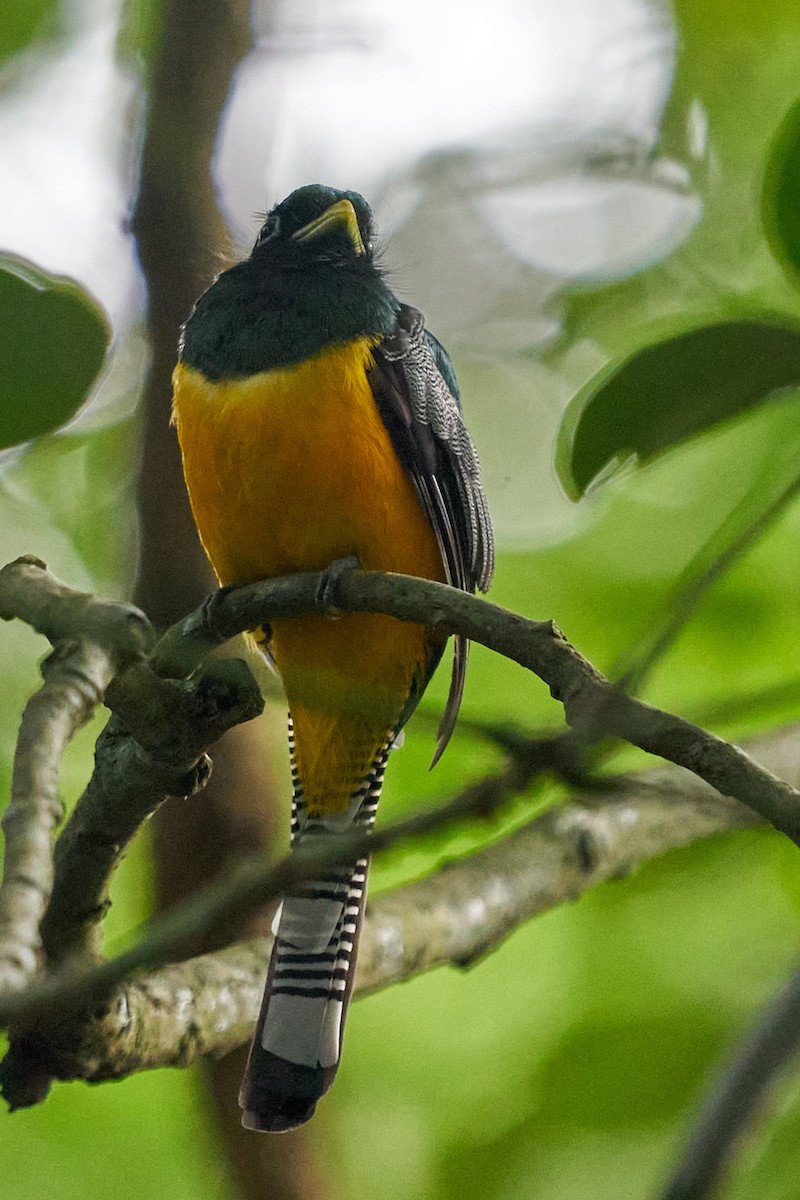 Graceful Black-throated Trogon - ML644343358